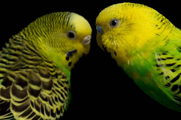 Dvojice Obyčejných Papoušků Budgerigar Bird Melopsittacus Undulatus Pupgie Izolované Černém — Stock fotografie