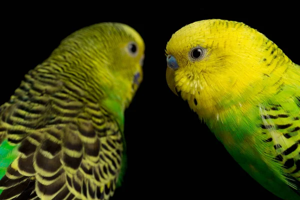 Para Papużek Papugowatych Melopsittacus Undulatus Papużka Wyizolowana Czarnym Tle — Zdjęcie stockowe