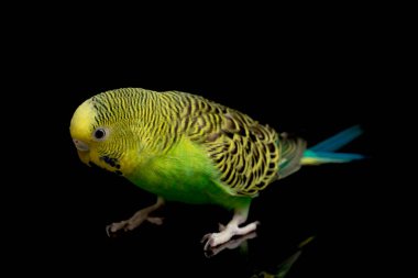 Muhabbet kuşları muhabbet kuşu (Melopsittacus undulatus) muhabbet kuşu siyah arkaplanda izole edilmiş