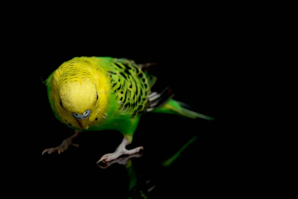 Parakeets Budgerigar Bird Melopsittacus Undulatus Budgie Isolato Sfondo Nero — Foto Stock