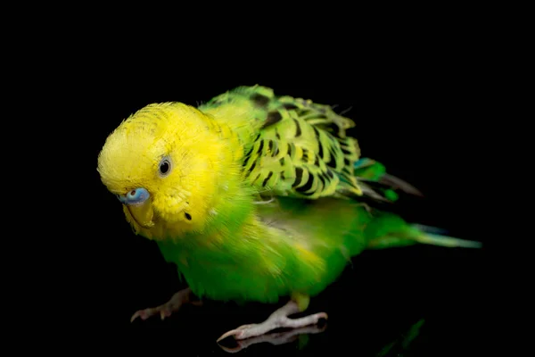 Parakeets Budgerigar Bird Melopsittacus Undulatus Budgie Isolato Sfondo Nero — Foto Stock