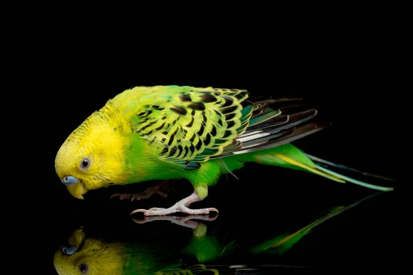 Papużki Budgerigar Bird Melopsittacus Undulatus Budgie Izolowane Czarnym Tle — Zdjęcie stockowe