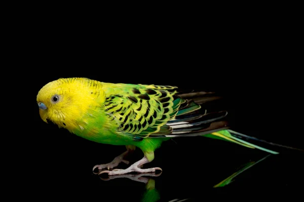 Πουλί Του Είδους Parakeets Budgerigar Melopsittacus Undulatus Απομονωμένο Μαύρο Φόντο — Φωτογραφία Αρχείου