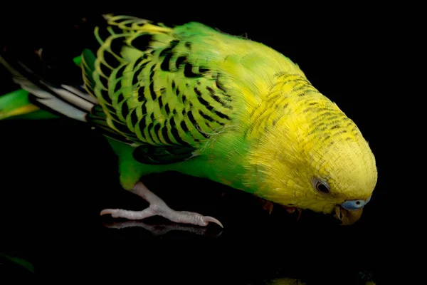 Papoušci Budgerigar Pták Melopsittacus Undulatus Pupgie Izolované Černém Pozadí — Stock fotografie