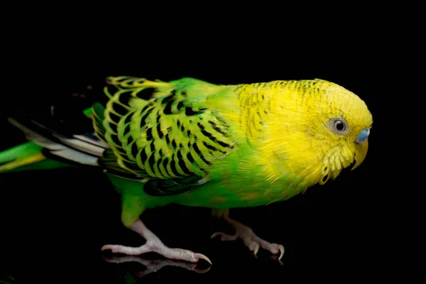 Papużki Budgerigar Bird Melopsittacus Undulatus Budgie Izolowane Czarnym Tle — Zdjęcie stockowe