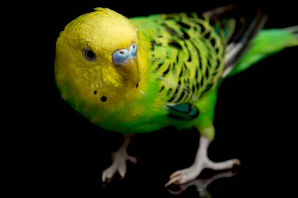 Papagájok Budgerigar Madár Melopsittacus Undulatus Papagáj Elszigetelt Fekete Alapon — Stock Fotó