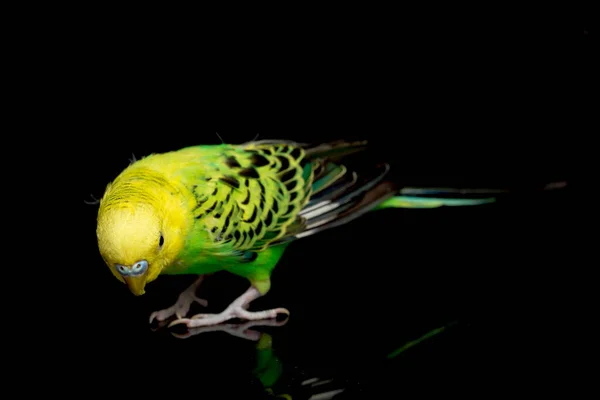 Papoušci Budgerigar Pták Melopsittacus Undulatus Pupgie Izolované Černém Pozadí — Stock fotografie