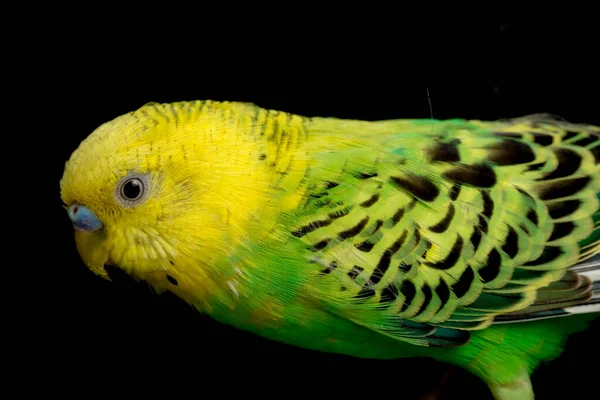 Papużki Budgerigar Bird Melopsittacus Undulatus Budgie Izolowane Czarnym Tle — Zdjęcie stockowe