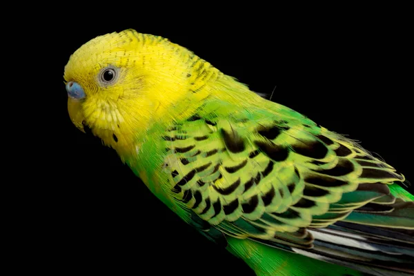 Papoušci Budgerigar Pták Melopsittacus Undulatus Pupgie Izolované Černém Pozadí — Stock fotografie