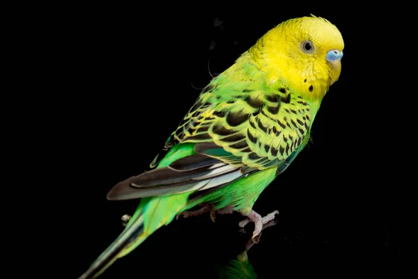 Parkieten Budgerigar Vogel Melopsittacus Undulatus Budgie Geïsoleerd Zwarte Achtergrond — Stockfoto