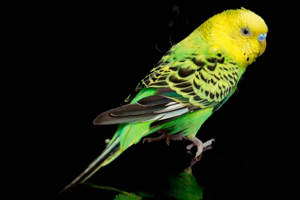 Periquitos Budgerigar Bird Melopsittacus Undulatus Budgie Isolado Fundo Preto — Fotografia de Stock