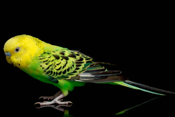 Papużki Budgerigar Bird Melopsittacus Undulatus Budgie Izolowane Czarnym Tle — Zdjęcie stockowe