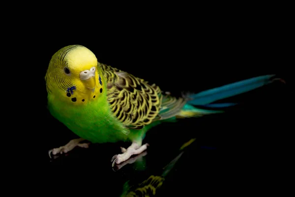 Πουλί Του Είδους Parakeets Budgerigar Melopsittacus Undulatus Απομονωμένο Μαύρο Φόντο — Φωτογραφία Αρχείου