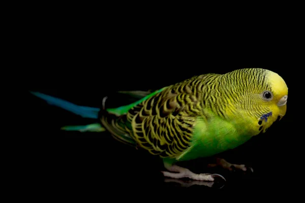 Πουλί Του Είδους Parakeets Budgerigar Melopsittacus Undulatus Απομονωμένο Μαύρο Φόντο — Φωτογραφία Αρχείου