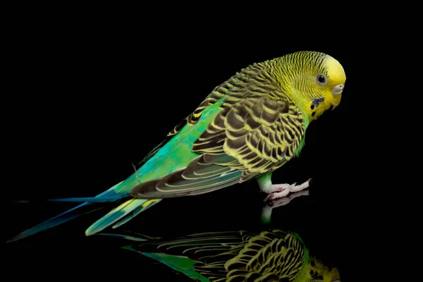 Papoušci Budgerigar Pták Melopsittacus Undulatus Pupgie Izolované Černém Pozadí — Stock fotografie