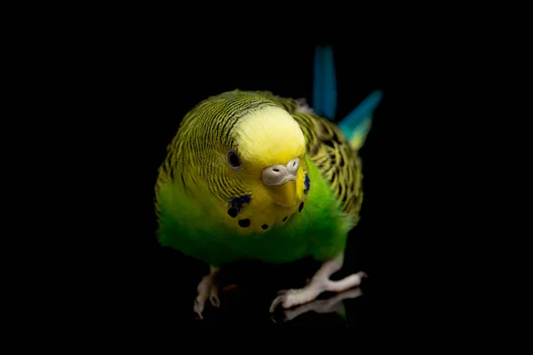Parakeets Budgerigar Bird Melopsittacus Undulatus Budgie Isolated Black Background — Stock Photo, Image