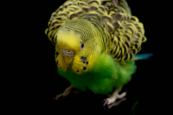 Papagájok Budgerigar Madár Melopsittacus Undulatus Papagáj Elszigetelt Fekete Alapon — Stock Fotó