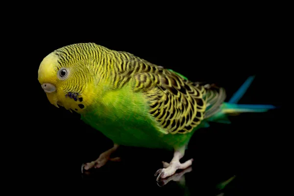 Papoušci Budgerigar Pták Melopsittacus Undulatus Pupgie Izolované Černém Pozadí — Stock fotografie