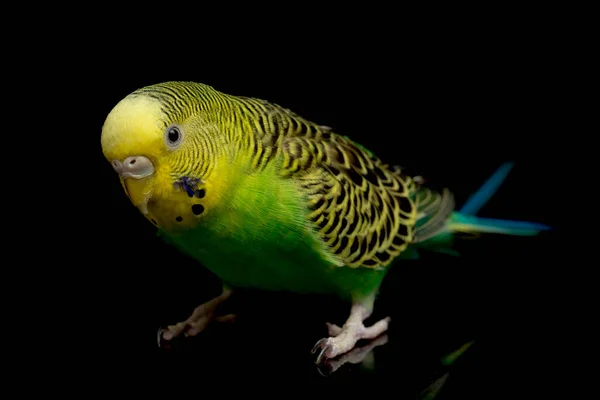 Πουλί Του Είδους Parakeets Budgerigar Melopsittacus Undulatus Απομονωμένο Μαύρο Φόντο — Φωτογραφία Αρχείου