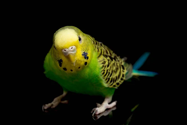 Papużki Budgerigar Bird Melopsittacus Undulatus Budgie Izolowane Czarnym Tle — Zdjęcie stockowe