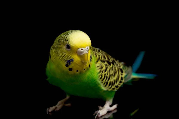 Parkieten Budgerigar Vogel Melopsittacus Undulatus Budgie Geïsoleerd Zwarte Achtergrond — Stockfoto