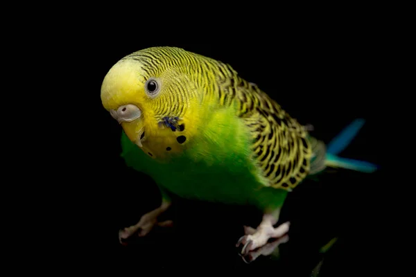 Папуги Бургари Melopsittacus Undulatus Бургати Ізольовані Чорному Тлі — стокове фото