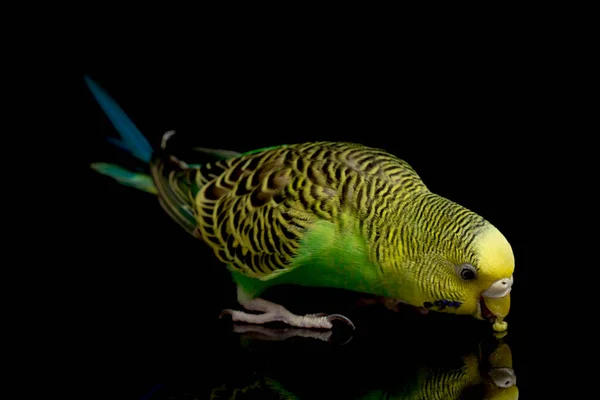 Papużki Budgerigar Bird Melopsittacus Undulatus Budgie Izolowane Czarnym Tle — Zdjęcie stockowe