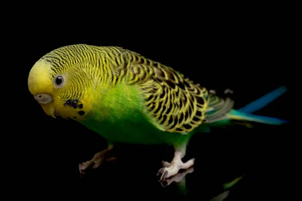 Πουλί Του Είδους Parakeets Budgerigar Melopsittacus Undulatus Απομονωμένο Μαύρο Φόντο — Φωτογραφία Αρχείου