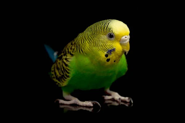 Πουλί Του Είδους Parakeets Budgerigar Melopsittacus Undulatus Απομονωμένο Μαύρο Φόντο — Φωτογραφία Αρχείου