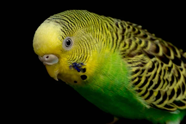Papagájok Budgerigar Madár Melopsittacus Undulatus Papagáj Elszigetelt Fekete Alapon — Stock Fotó