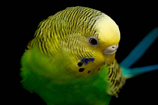 Papużki Budgerigar Bird Melopsittacus Undulatus Budgie Izolowane Czarnym Tle — Zdjęcie stockowe