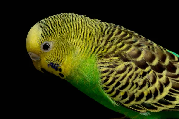 Papagájok Budgerigar Madár Melopsittacus Undulatus Papagáj Elszigetelt Fekete Alapon — Stock Fotó