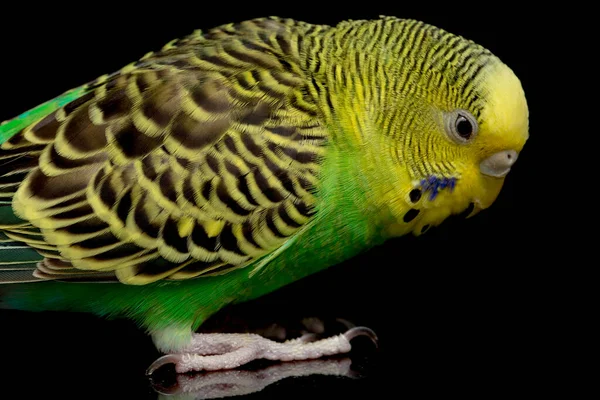 Parakeets Budgerigar Bird Melopsittacus Undulatus Budgie Isolato Sfondo Nero — Foto Stock