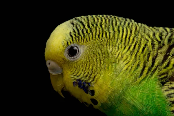 Papagájok Budgerigar Madár Melopsittacus Undulatus Papagáj Elszigetelt Fekete Alapon — Stock Fotó