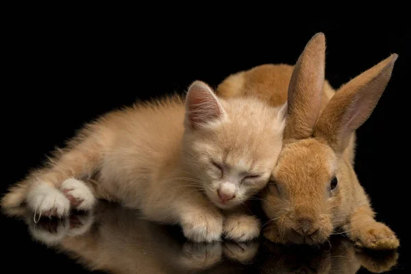 A Beautiful Orange cat kitten and orange-brown cute rabbit funny positions. Animal portrait isolated on black background.