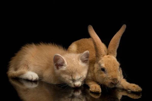 Una Hermosa Naranja Gato Gatito Naranja Marrón Lindo Conejo Divertidas — Foto de Stock