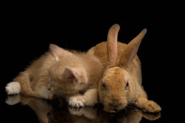 Vacker Orange Katt Kattunge Och Orange Brun Söt Kanin Roliga — Stockfoto