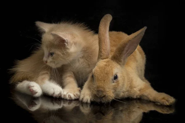 A Beautiful Orange cat kitten and orange-brown cute rabbit funny positions. Animal portrait isolated on black background.