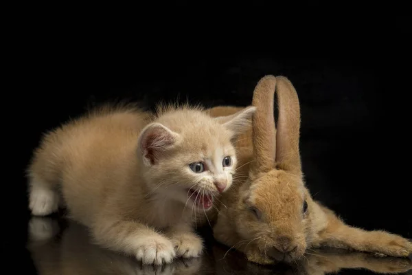 美しいオレンジの猫の子猫とオレンジブラウンのかわいいウサギの面白い位置 黒を背景に孤立した動物の肖像 — ストック写真