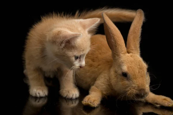 Vacker Orange Katt Kattunge Och Orange Brun Söt Kanin Roliga — Stockfoto