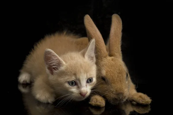 Beautiful Orange Cat Kitten Orange Brown Cute Rabbit Funny Positions — Stock Photo, Image