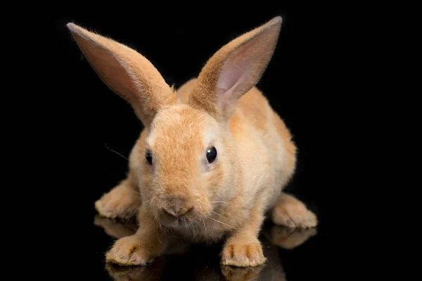 Piel Lindo Rojo Naranja Marrón Conejo Rex Aislado Sobre Fondo —  Fotos de Stock