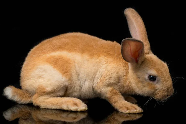 Piel Lindo Rojo Naranja Marrón Conejo Rex Aislado Sobre Fondo — Foto de Stock