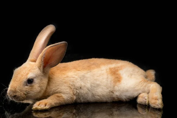 Piel Lindo Rojo Naranja Marrón Conejo Rex Aislado Sobre Fondo —  Fotos de Stock