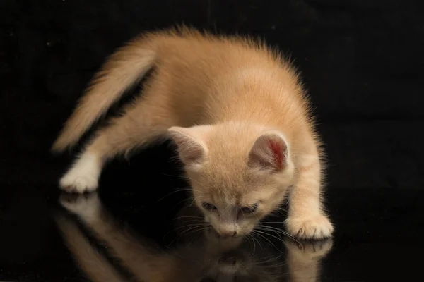 Beautiful Orange Cat Kitten Funny Positions Animal Portrait Isolated Black — Stock Photo, Image