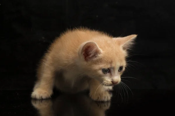 Vacker Orange Katt Kattunge Roliga Positioner Djur Porträtt Isolerad Svart — Stockfoto