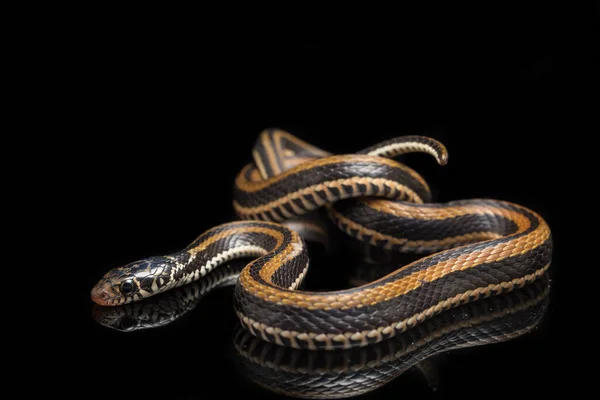 Xenochrophis Vittatus Una Especie Serpiente Que Encuentra Principalmente Indonesia Aislada —  Fotos de Stock