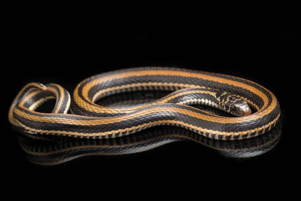 条纹龙骨龙 Xenochrophis Vittatus 是一种主要生活在印度尼西亚的蛇 其背景为黑色 — 图库照片