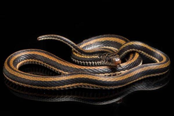 条纹龙骨龙 Xenochrophis Vittatus 是一种主要生活在印度尼西亚的蛇 其背景为黑色 — 图库照片