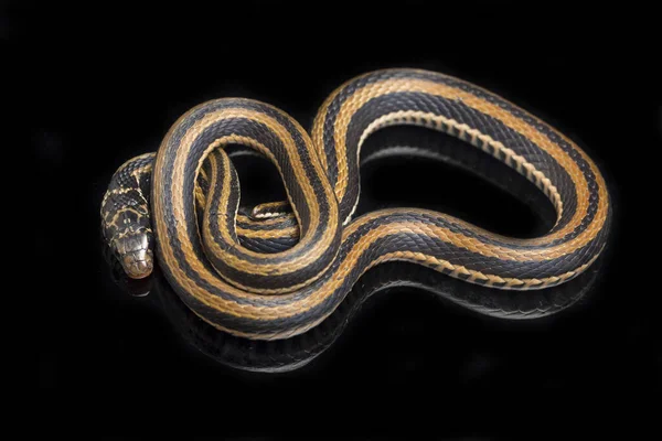 Xenochrophis Vittatus Una Especie Serpiente Que Encuentra Principalmente Indonesia Aislada —  Fotos de Stock